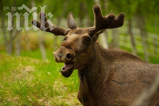 Пияни лосове нападнаха мъж в Швеция