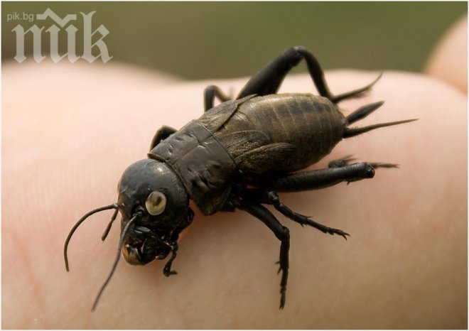 Гигантски щурци нападнаха Бургас