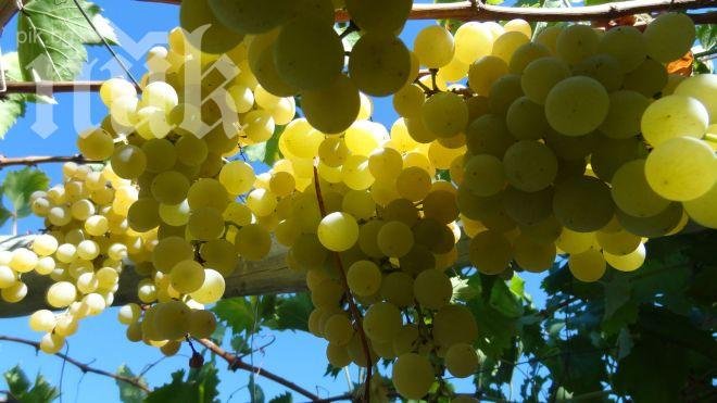 Прибираме с 30% повече грозде