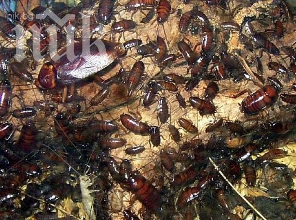 1 милион хлебарки избягаха от развъдник

