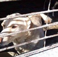 Бургаският приют за кучета е препълнен
