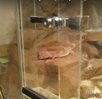 ШОК: Класна стая със змии и гущери посреща ученици в Берковица