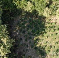 СПЕЦАКЦИЯ: Полицията разкри нива с канабис край Пловдив, има арестувани (СНИМКИ)