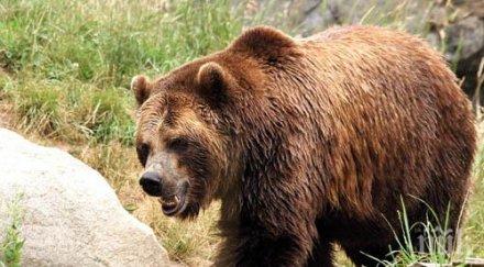 мъж масачузетс получи изненадващо събуждане мечка