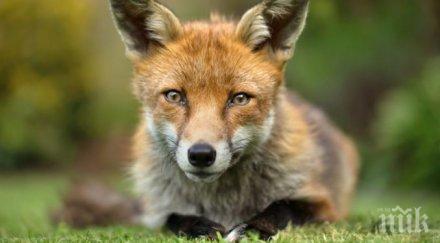 започва есенната ваксинация лисиците бяс