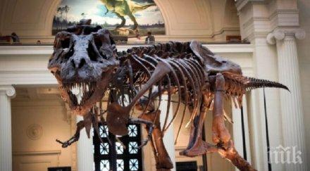 продават търг запазения скелет тиранозавър света