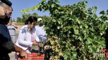 министър танева първи път година гроздопроизводителите получиха директна подкрепа