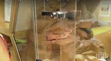 шок класна стая змии гущери посреща ученици берковица