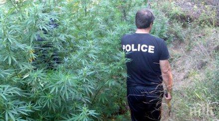 прокуратурата задържа годишен мъж отглеждане канабис