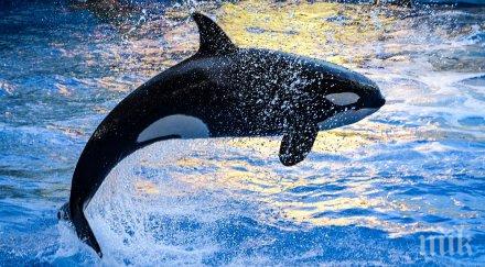 организирани атаки косатки лодки бреговете испания португалия