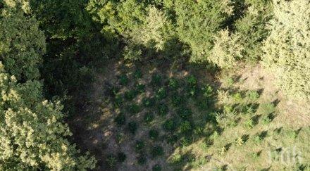 спецакция полицията разкри нива канабис пловдив арестувани снимки