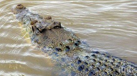 крокодил стресна град германия неуспешно опитват заловят