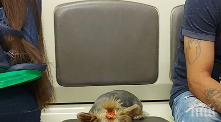 първо пик снимка куче метрото взриви фейсбук сипят грозни обиди закани