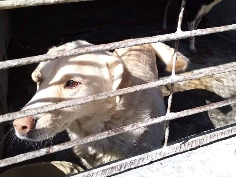 Бургаският приют за кучета е препълнен