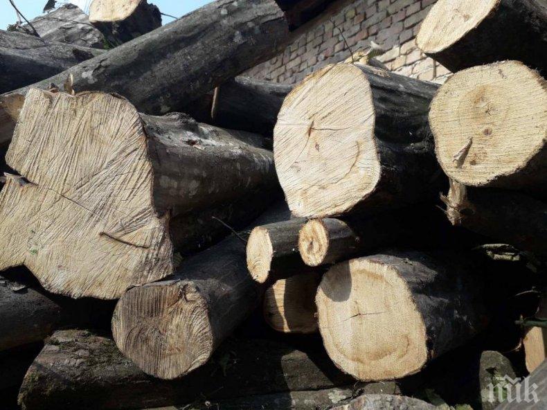 Засилени проверки за незаконен дърводобив в цялата страна