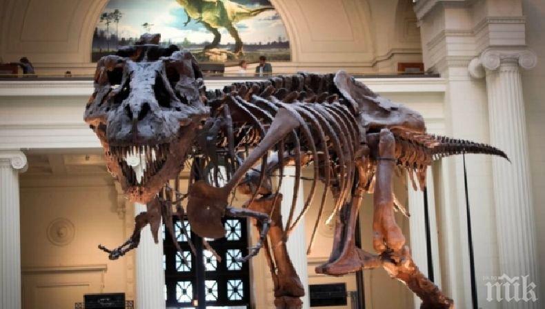 Продават на търг най-запазения скелет на тиранозавър в света