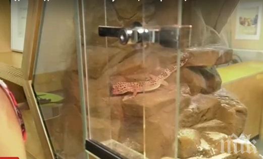 ШОК: Класна стая със змии и гущери посреща ученици в Берковица