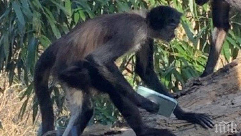 КУРИОЗ: Маймуна открадна смартфон, за да си прави селфита