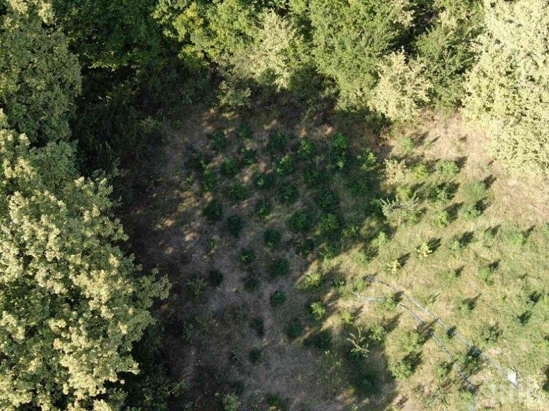 СПЕЦАКЦИЯ: Полицията разкри нива с канабис край Пловдив, има арестувани (СНИМКИ)