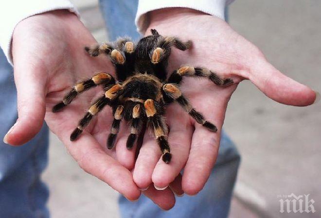 Екшън в Западна Германия заради тарантула гигант