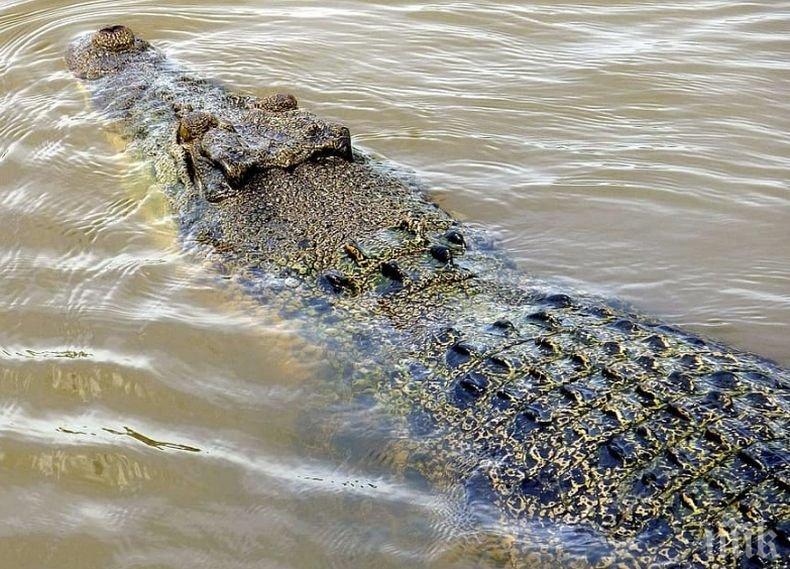 Крокодил стресна град в Германия, неуспешно опитват да го заловят