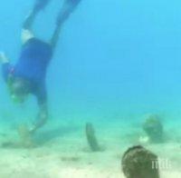 Неизвестна болест унищожава гигански миди край Хърватия