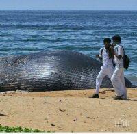 Трагедия: Китове се заклещиха на остров Тасмания