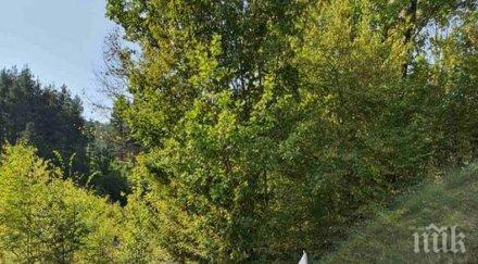 гоце делчев домакин чествания 100 години убийството стоян мълчанков снимки