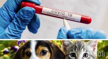 канадски учени хората заразени коронавирус заразят домашните любимци