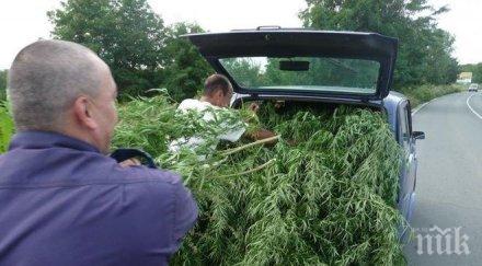 задържаха двама отглеждане канабис свиленградското село мустрак