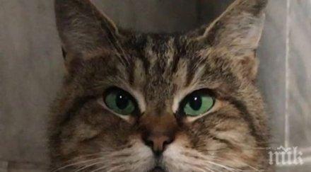 разболя котката света софия