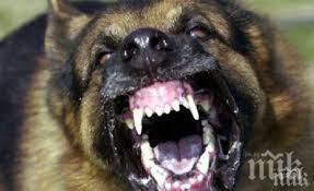 годишно дете болница атака освирепяло куче