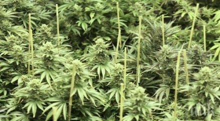 спецакция двама задържани отглеждане канабис