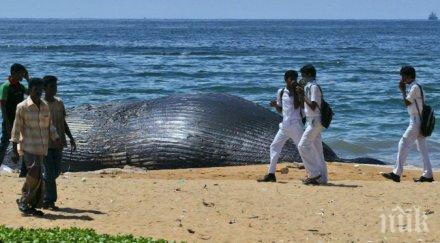 трагедия китове заклещиха остров тасмания