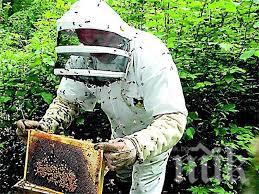 Бургазлия задигна кошери от двор в Камено, влиза зад решетките за две години и половина