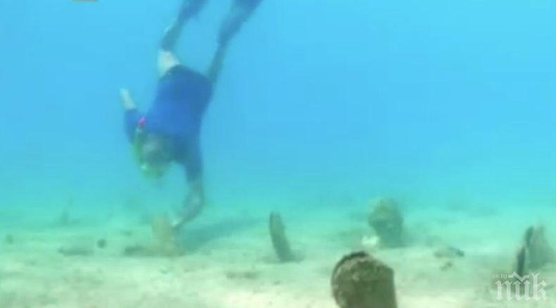 Неизвестна болест унищожава гигански миди край Хърватия