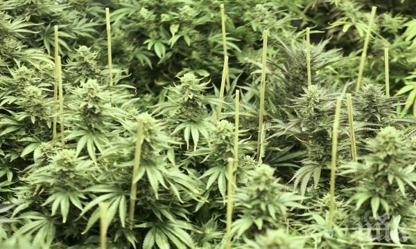 УДАР: Спипаха 2 тона канабис в Югозападна България