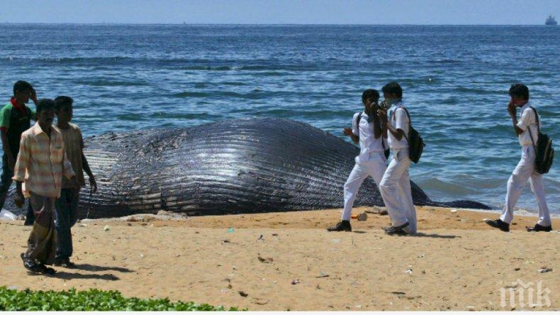 Трагедия: Китове се заклещиха на остров Тасмания