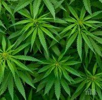 Ню Йорк легализира марихуаната