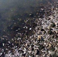 Тонове мъртва риба задръстиха язовир край Бургас – ето причината за измирането