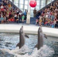 срути част тавана делфинариума варна