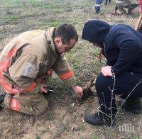 Садят 2500 дървета в София
