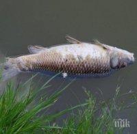 Тонове мъртва риба изплува край Черноморец