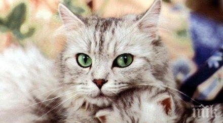 доказано големите кошмари домашните котки