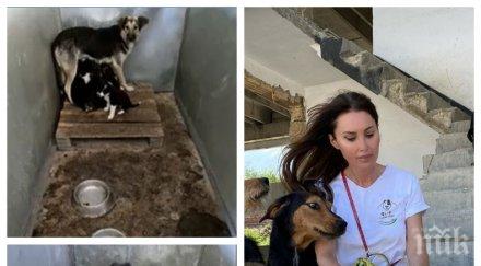 първо пик нов скандал приюта село каменар доброволци натъкнаха смрад мъртви животни снимки видео