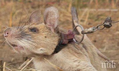 наградиха плъх сапьор обезвреждал мини камбоджа