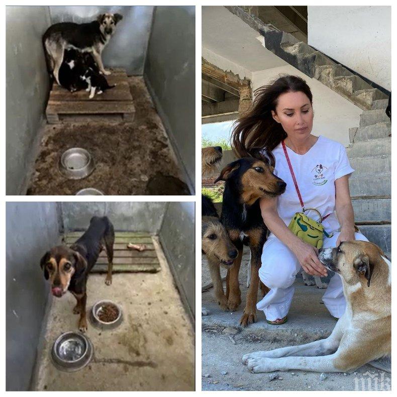 ПЪРВО В ПИК: Нов скандал с приюта в село Каменар - доброволци се натъкнаха на смрад и мъртви животни (СНИМКИ/ВИДЕО)