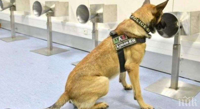 Експериментално: Кучета тестват пътници за коронавирус на летището в Хелзинки

 