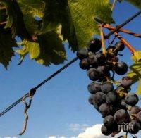 До 40% по-малко добив на грозде тази година в Североизточна България