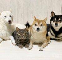 НЕВЕРОЯТНО, НО ФАКТ! Котка дружи с три кучета, които са ѝ бодигардове